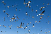 Northern gannets in flight gannet,gannets,Morus bassanus,bird,birds,seabird,seabirds,sea bird,sea birds,adult,adults,flight,in flight,flying,flock,group,pattern,Aves,Birds,Pelicans and Cormorants,Pelecaniformes,Chordates,Chorda