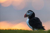 Atlantic puffin at clifftop edge at sunset puffin,puffins,Atlantic puffin,Fratercula arctica,bird,birds,seabird,seabirds,sea bird,sea birds,grass,adult,landscape,cliff,clifftop,sea,marine,sunset,Ciconiiformes,Herons Ibises Storks and Vultures,