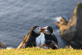 Atlantic puffins fighting at clifftop edge puffin,puffins,Atlantic puffin,Fratercula arctica,bird,birds,seabird,seabirds,sea bird,sea birds,grass,adult,adults,cliff,clifftop,pair,two,preen,preening,behaviour,interaction,Ciconiiformes,Herons Ib