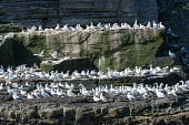 Northern gannets congregating on cliff ledges gannet,gannets,bird,birds,seabird,seabirds,sea bird,sea birds,colony,breeding,cliff,ledge,many,group,adult,adults,Morus bassanus,Aves,Birds,Pelicans and Cormorants,Pelecaniformes,Chordates,Chordata,Ci