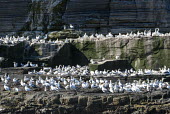 Northern gannets on cliff ledges gannet,gannets,bird,birds,seabird,seabirds,sea bird,sea birds,colony,breeding,cliff,ledge,many,group,adult,adults,Morus bassanus,Aves,Birds,Pelicans and Cormorants,Pelecaniformes,Chordates,Chordata,Ci