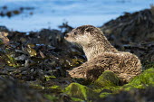 European otter resting on seaweed covered shoreline rocks www.JamesWarwick.co.uk common otter,Lutra lutra,otter,otters,European otter,mammals,carnivore,carnivores,shore,marine,sea,shoreline,rocks,shallow focus,negative space,coast,coastal,seaweed,looking left,Mammalia,Mammals,Weasels, Badgers and Otters,Mustelidae,Carnivores,Carnivora,Chordates,Chordata,Animalia,Terrestrial,Wildlife and Conservation Act,Appendix I,Ponds and lakes,Asia,Streams and rivers,Aquatic,Lutra,Coastal,Africa,Carnivorous,lutra,STAT_HD,Vulnerable,Europe,IUCN Red List,Near Threatened