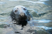 Grey seal grey seal,seal,seals,true seal,true seals,close-up,close up,swimming,face,grey,water,sea,marine,Halichoerus grypus,Mammalia,Mammals,Carnivores,Carnivora,Phocidae,True Seals,Chordates,Chordata,Coastal,