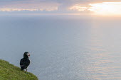 Atlantic puffin at clifftop edge at sunset puffin,puffins,Atlantic puffin,Fratercula arctica,bird,birds,seabird,seabirds,sea bird,sea birds,negative space,grass,adult,habitat,cliff,clifftop,sea,marine,sunset,rear,back,looking out to sea,Ciconi