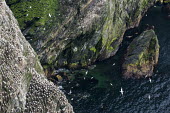 Northern gannet breeding colony on cliffs gannet,gannets,bird,birds,seabird,seabirds,sea bird,sea birds,colony,breeding,cliff,cliff face,face,sheer,many,group,pattern,nest,nests,nesting,paired,pairs,adult,adults,landscape,soaring,habitat,flig