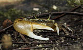Fiddler crab USA,crustacean,crustaceans,Uca pugilator,sand fiddler crab,fiddler crab,fiddler crabs,crab,crabs,claw,claws,chela,eyes,eyestalk,shallow focus,Animalia,Arthropoda,arthropod,arthropods,Crustacea,Malacos