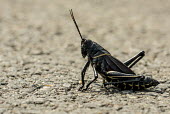 Black locust USA,insects,insect,Arthropoda,arthropod,arthropods,Acrididae,Orthoptera,Caelifera,Acridoidea,locust,locusts,black,shallow focus,Insects
