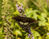 Swallowtail butterfly USA,insects,insect,Arthropoda,arthropod,arthropods,Insecta,Lepidoptera,Papilionidae,Papilionini,Papilio,butterfly,butterflies,swallowtail,swallowtails,plant,flower,feeding,shallow focus,adult,Insects,