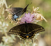 Black swallowtails USA,insects,insect,Papilio polyxenes,Arthropoda,arthropod,arthropods,Insecta,Lepidoptera,Papilionidae,Papilionini,Papilio,butterfly,butterflies,swallowtail,swallowtails,black swallowtail,plant,flower,