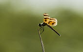 Dragonfly USA,insects,insect,Animalia,Arthropoda,Insecta,Odonata,dragonfly,dragonflies,shallow focus,adult,perched,negative space,stripes,striped,stripe,side view,side,brown,Anisoptera,Libellulidae,Celithemis,C