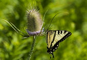 Western tiger swallowtail USA,insects,insect,Animalia,Arthropoda,arthropod,arthropods,Insecta,Lepidoptera,Papilionidae,Papilionini,Papilio,P. rutulus,Papilio rutulus,rutulus,western tiger swallowtail,swallowtail butterfly,butt