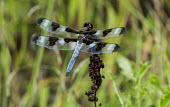 Dragonfly USA,insects,insect,Animalia,Arthropoda,Insecta,Odonata,dragonfly,dragonflies,shallow focus,adult,perched,blue,black,spots,Insects