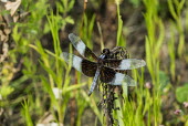Dragonfly USA,insects,insect,Animalia,Arthropoda,Insecta,Odonata,dragonfly,dragonflies,shallow focus,adult,perched,negative space,blue,black,Insects