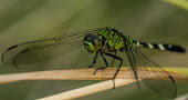 Dragonfly USA,insects,insect,Animalia,Arthropoda,Insecta,Odonata,dragonfly,dragonflies,shallow focus,adult,perched,close-up,close up,detail,green,Insects