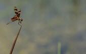 Dragonfly USA,insects,insect,Animalia,Arthropoda,Insecta,Odonata,dragonfly,dragonflies,shallow focus,adult,perched,negative space,stripes,striped,stripe,flight,take off,side,brown,space,Anisoptera,Libellulidae,