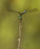 Blue dasher USA,insects,insect,Animalia,Arthropoda,Insecta,Odonata,Libellulidae,Pachydiplax,P. longipennis,Pachydiplax longipennis,longipennis,dragonfly,dragonflies,skimmer,skimmers,adult,male,shallow focus,negat