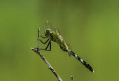 USA,insects,insect,Animalia,Arthropoda,Insecta,Odonata,dragonfly,dragonflies,shallow focus,adult,perched,negative space,side view,green,green background,twig,Insects