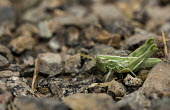 Green grasshopper USA,insects,insect,Animalia,Arthropoda,Insecta,Hexapoda,Orthoptera,Caelifera,grasshopper,grasshoppers,green,negative space,shallow focus,side,at side,stones,Insects