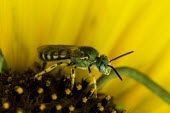 Green bee - this group is commonly known as Sweat Bees and was feeding on a sunflower USA,insects,insect,Animalia,Arthropoda,Insecta,Hymenoptera,Halictidae,bee,bees,sweat bee,sweat bees,halictid bee,halictid bees,metallic,green,yellow,flower,pollen,shallow focus,sunflower,colourful,col
