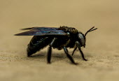 Bee Lance Featherstone USA,insects,insect,Animalia,Arthropoda,Insecta,Hymenoptera,Apocrita,Apoidea,Anthophila,bee,bees,black,close up,close-up,side view,shallow focus,Insects