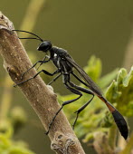 Wasp USA,insects,insect,Animalia,Arthropoda,Insecta,Hymenoptera,Sphecidae,Ammophila,A. urnaria,Ammophila urnaria,urnaria,hunting wasp,wasp,wasps,small wasp,alien,diagonal,black,shallow focus,detail,Insects