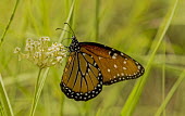 Monarch butterfly USA,insects,insect,butterfly,butterflies,brush-footed butterflies,monarch,monarch butterfly,monarch butterflies,feeding,shallow focus,side view,adult,pattern,wing,Insects,Nymphalidae,Brush-Footed Butt