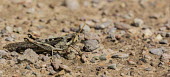 Locust USA,insects,insect,Animalia,Arthropoda,Insecta,Orthoptera,Acrididae,locust,locusts,grasshopper,grasshoppers,swarming,camouflage,camouflaged,ground,shallow focus,negative space,Insects