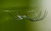 Plantation spider USA,Animalia,Arthropoda,Chelicerata,Arachnida,spider,spiders,web,green background,shallow focus,colourful,colorful,Insects
