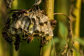 Hornets on nest USA,insects,insect,shallow focus,detail,Animalia,Arthropoda,Insecta,Hymenoptera,Apocrita,Vespidae,Vespinae,Vespa,eusocial wasps,eusocial wasp,vespine wasps,vespine wasp,social wasp,social wasps,nest,b