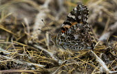 Painted lady insects,insect,Animalia,Arthropoda,arthropod,arthropods,Insecta,Lepidoptera,Nymphalidae,Nymphalinae,Nymphalini,Vanessa,side view,shallow focus,adult,butterfly,butterflies,USA,Brush-Footed Butterflies,