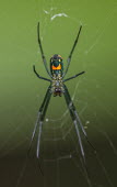 Plantation spider USA,Animalia,Arthropoda,Chelicerata,Arachnida,spider,spiders,web,green background,underneath,colourful,colorful,detail,Insects