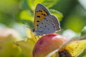 Small copper USA,insects,insect,Animalia,Arthropoda,arthropod,arthropods,Insecta,Lepidoptera,Lycaenidae,Lycaena,L. phlaeas,Lycaena phlaeas,phlaeas,small copper,American copper,common copper,butterfly,butterflies,c