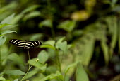 Zebra longwing USA,insects,insect,Animalia,Arthropoda,Insecta,Lepidoptera,Nymphalidae,Heliconius,H. charithonia,Heliconius charithonia,charithonia,zebra longwing,zebra heliconian,butterfly,butterflies,bold,stripes,s