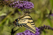 Western tiger swallowtail USA,insects,insect,Animalia,Arthropoda,arthropod,arthropods,Insecta,Lepidoptera,Papilionidae,Papilionini,Papilio,P. rutulus,Papilio rutulus,rutulus,western tiger swallowtail,swallowtail butterfly,butt