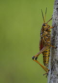 Yellow cricket USA,insects,insect,Animalia,Arthropoda,Insecta,Orthoptera,grasshopper,grasshoppers,side,negative space,detail,vertical,Insects