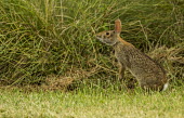 Marsh rabbit USA,mammals,mammal,alert,camouflage,camouflaged,Animalia,Chordata,Mammalia,Lagomorpha,Leporidae,rabbit,rabbits,sniff,sniffing,side,negative space,Mammals