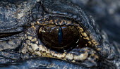 Gator eye USA,reptiles,alligators,Alligator mississippiensis,Alligator,mississippiensis,American alligator,close up,close-up,eye,Reptiles,Crocodilia,Crocodilians,Chordates,Chordata,Reptilia,Alligatoridae,Aligat