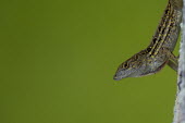 Brown anole - introduced to North America in the 1970s and has become a very invasive species. USA,reptiles,reptile,anole,brown anole,anoles,Bahaman anole,De la Sagra's anole,Animalia,Chordata,Reptilia,Squamata,Dactyloidae,Anolis,A. sagrei,sagrei,lizard,lizards,invasive,highly invasive,invasive