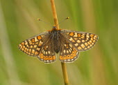 Mull marsh fritillary butterfly,butterflies,british butterflies,pattern,colour,colourful,perched,perching,close up,Lepidoptera,Butterflies, Skippers, Moths,Arthropoda,Arthropods,Nymphalidae,Brush-Footed Butterflies,Insects