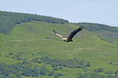 White-tailed eagle in flight Birds,bird,aves,bird of prey,birds of prey,flying,flight,in flight,wings,feathers,landscape,habitat,movement,action,Chordates,Chordata,Aves,Accipitridae,Hawks, Eagles, Kites, Harriers,Ciconiiformes,He