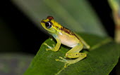 Mantella Madagascar,amphibians,amphibian,Animalia,Chordata,Amphibia,Anura,Mantellidae,Boophis,Boophis viridis,Boophis bottae,shallow focus,leaf,side,frog,frogs