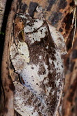 Dead leaf tree frog Madagascar,amphibians,amphibian,Animalia,Chordata,Amphibia,Anura,Mantellidae,Boophis,frog,frogs,close-up,close up,camouflage,brown,bark
