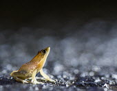 Madagascan frog in road Madagascar,amphibians,amphibian,Animalia,Chordata,Amphibia,Anura,Mantellidae,Data Deficient,frog,frogs,Blommersia sarotra,Blommersia,sarotra,flash,night,road,side,negative space,shallow focus