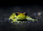 Madagascan frog in road Madagascar,amphibians,amphibian,Animalia,Chordata,Amphibia,Anura,Mantellidae,frog,frogs,Boophis bottae,Boophis,bottae,night,flash,cute,face,small,big eyes,shallow focus,dark background