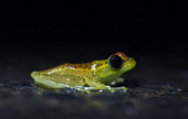 Madagascan frog in road Madagascar,amphibians,amphibian,Animalia,Chordata,Amphibia,Anura,Mantellidae,frog,frogs,Boophis bottae,Boophis,bottae,night,flash,cute,side,small,big eyes,shallow focus,dark background,green