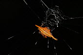 Spider and dew Madagascar,Animalia,Arthropoda,Arachnida,arachnid,arachnids,spider,spiders,web,dew,black background,orange,armour,armoured