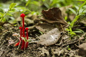 Red fungus Madagascar,fungi,fungus,red,bright,fruiting body,leaf litter,colourful,colorful,side,negative space,shallow focus