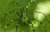 Lynx spider Madagascar,Animalia,Arthropoda,Arachnida,arachnid,arachnids,spider,spiders,Araneae,Araneomorphae,Oxyopidae,green,yellow,colourful,colorful,close-up,close up,unusual