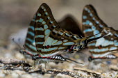 Swordtail butterfly Lance Featherstone Madagascar,Animalia,Arthropoda,arthropod,arthropods,Insecta,insect,insects,Lepidoptera,Papilionidae,Graphium,Graphium evombar evombar,Graphium evombar,evombar,colour,colourful,colorful,feeding,drinking,proboscis,scales,detail,shallow focus,side,side view,sunny