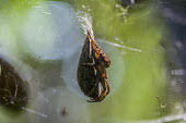 Spider on sac Madagascar,spider,spiders,Animalia,Arthropoda,Arachnida,sac,web,reproduction,reproductive behaviour,shallow focus,adult,brown